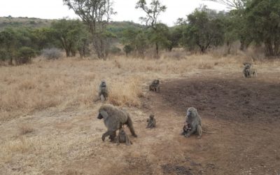 Never Aggravate The Baboon